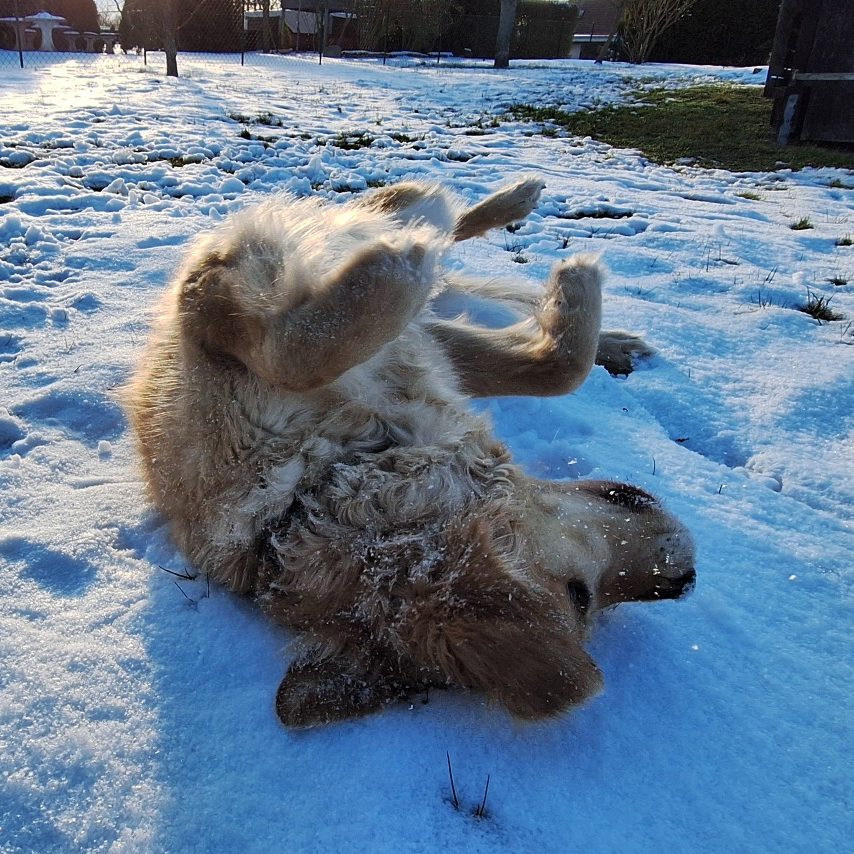 Ein Hund rollt sich im Schnee und genießt die kühle Winterlandschaft.