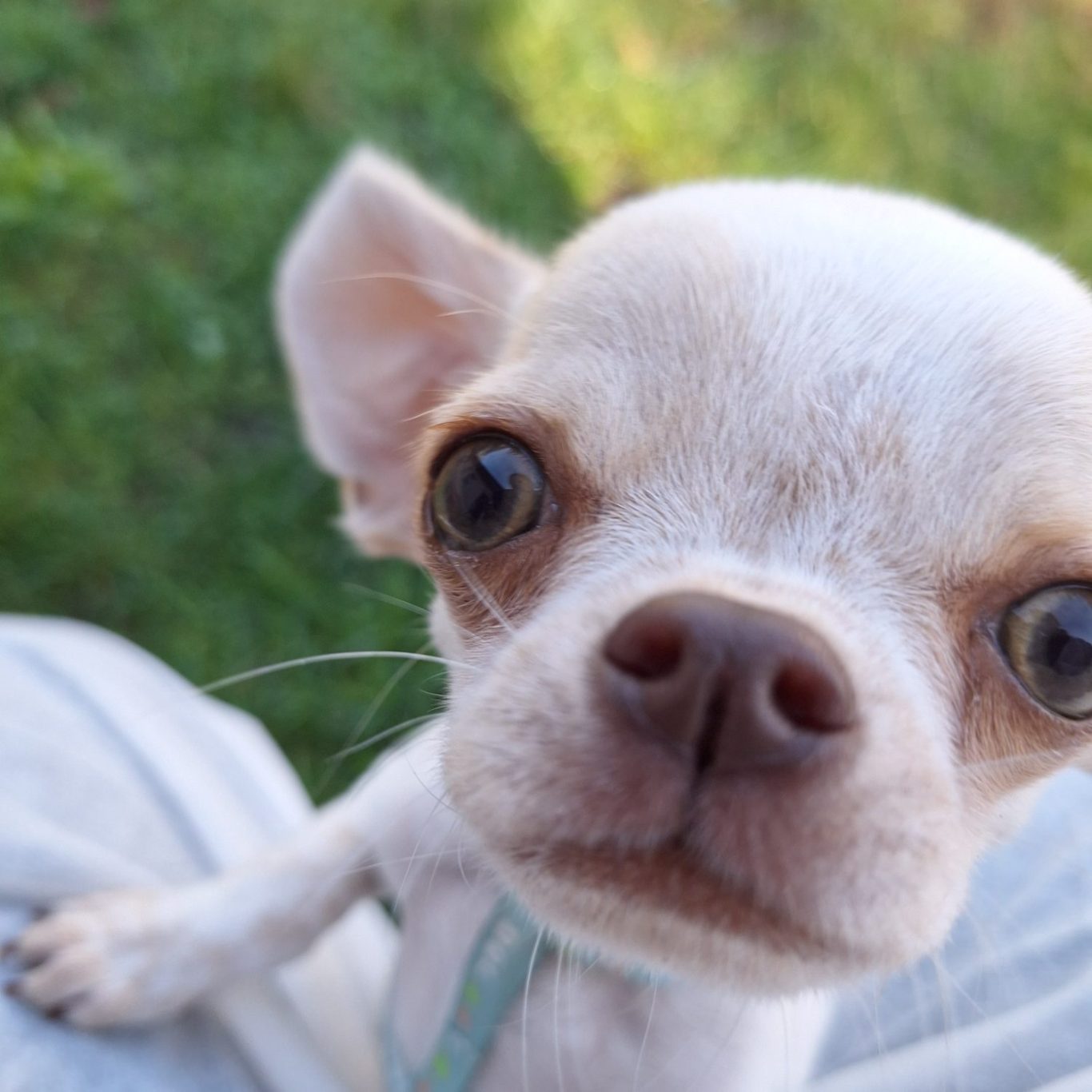 Weißer Chihuahua mit großen Augen, der neugierig in die Kamera schaut.